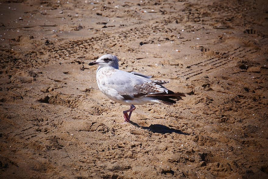 Seagull, Beach, Sand, Animal, Seabird, Avian
