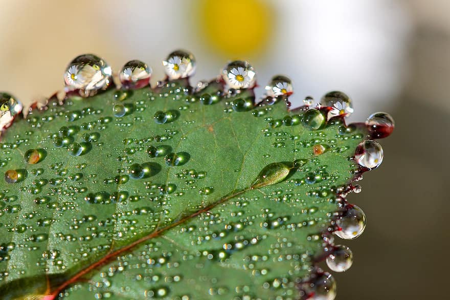 Leaf, Dewdrops, Daisy, Plant, Water, Droplets, Flora, Macro, close-up, drop, green color
