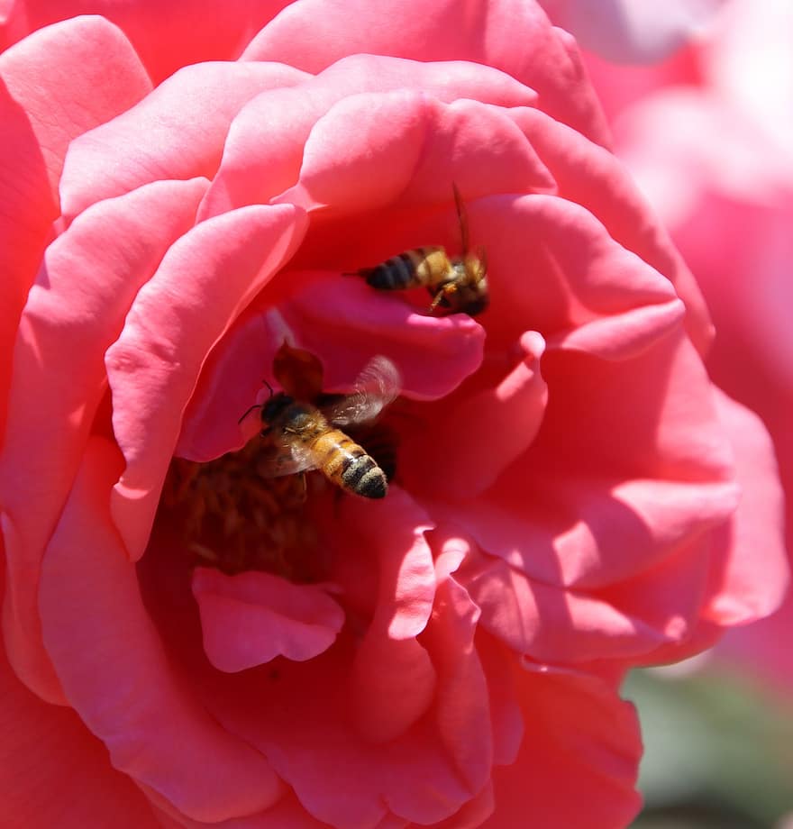 Rosa, flor, abejas, polinizar, polinización, planta, pétalos, Rosa roja, flor roja, pétalos rojos, floración