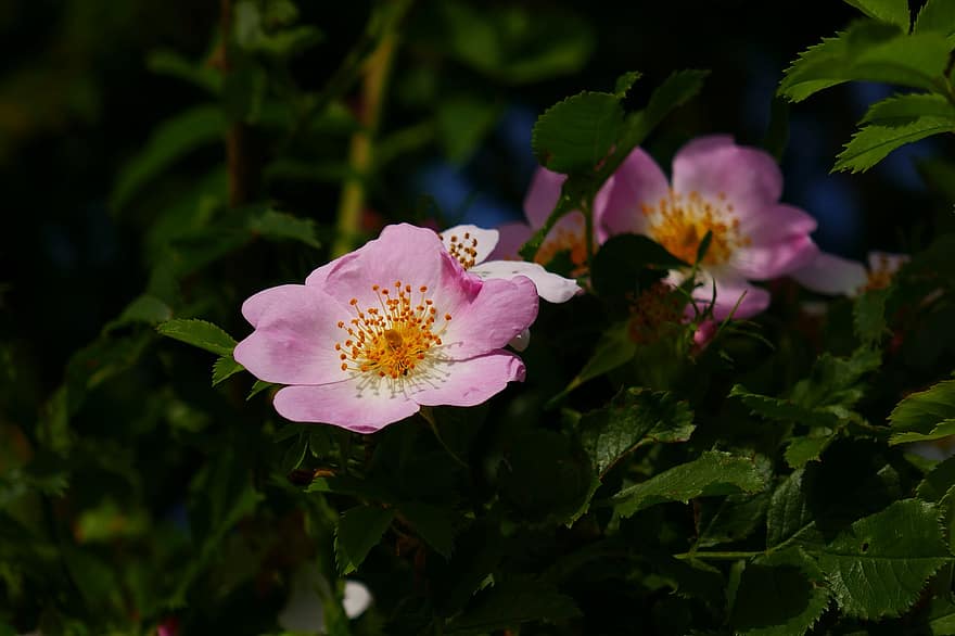 rosa canina, fiore, pianta, fiore rosa, petali, fioritura, le foglie, Fiore di campo, natura