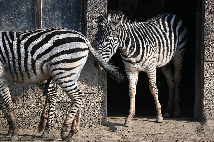 gyvūnas, zebras, arklinių šeimos gyvūnai, žinduolių, rūšis, fauna, dryžuotas, Afrika, gyvūnams, safari gyvūnai, juoda spalva