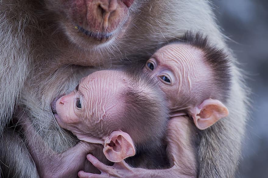macacos, macacos do bebê, Cuidado, mãe, animais, primatas, animais selvagens, amamentar, natureza, fechar-se, pequeno