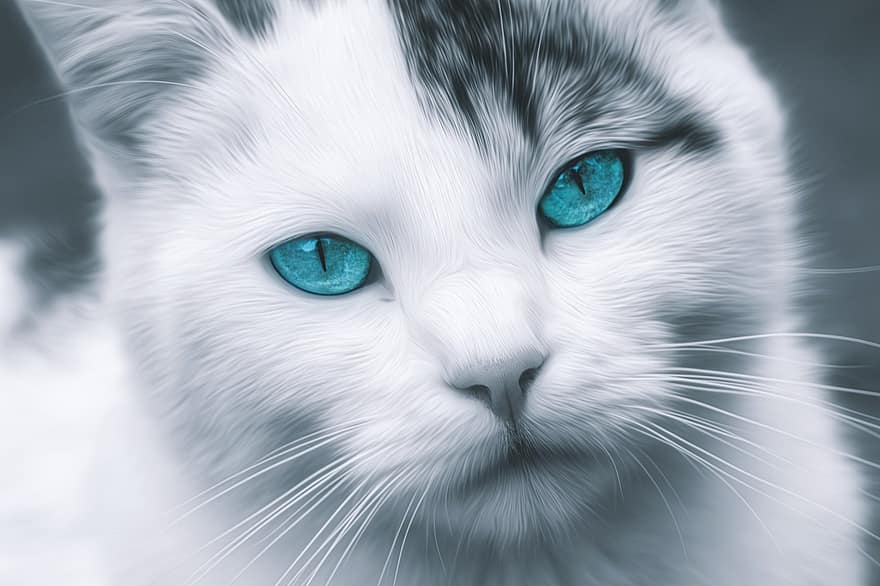 ネコ、目、青、動物、ペット、肖像画、飼い猫、面、見る、猫の目、可愛い