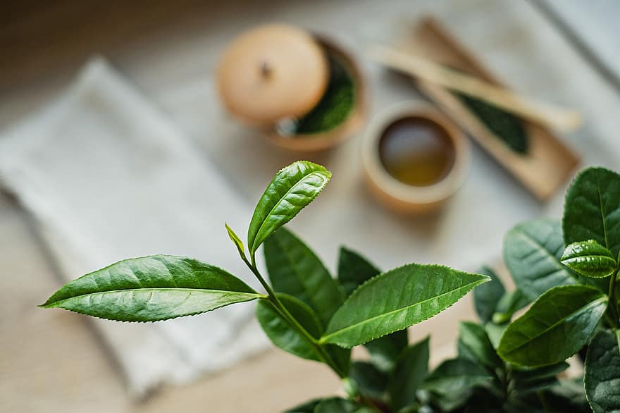 théier, Arbuste à thé, camellia sinensis, thé