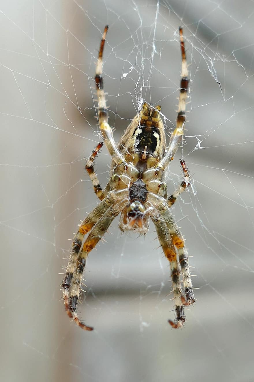 hage edderkopp, edderkopp, spindelvev, natur, araneus diadematus, europeisk hage edderkopp