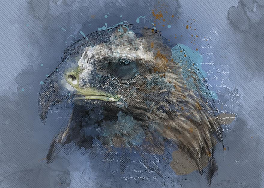 Adler, граблива птица, хищна птица, птица, природа, глава, пернат, дивата природа, ловец, цифрова живопис, манипулация