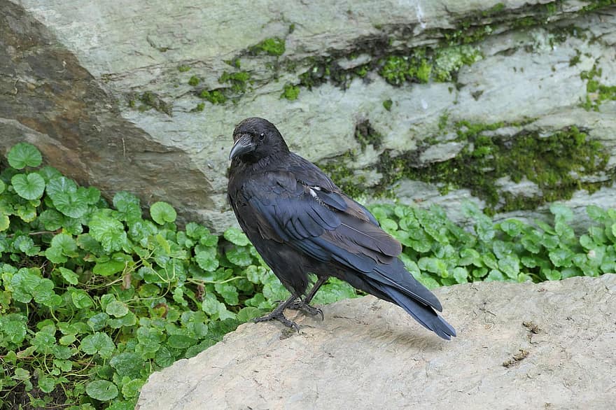 Crow, Black, Bird, Nature, Animal, beak, feather, animals in the wild, close-up, bird watching, bird of prey