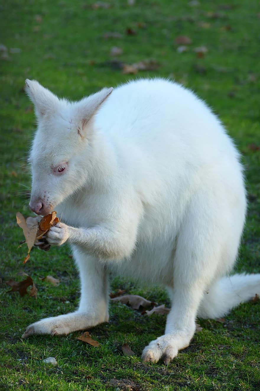 wallaby, kangur, torbacz, ssak, albinos, fauna