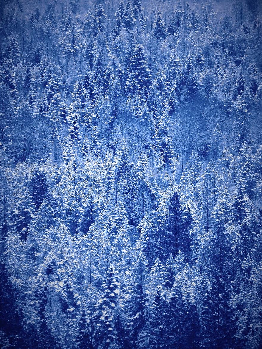 arbres, bosc, neu, naturalesa, hivern, fons de pantalla, fons, blau, resum, patró, primer pla
