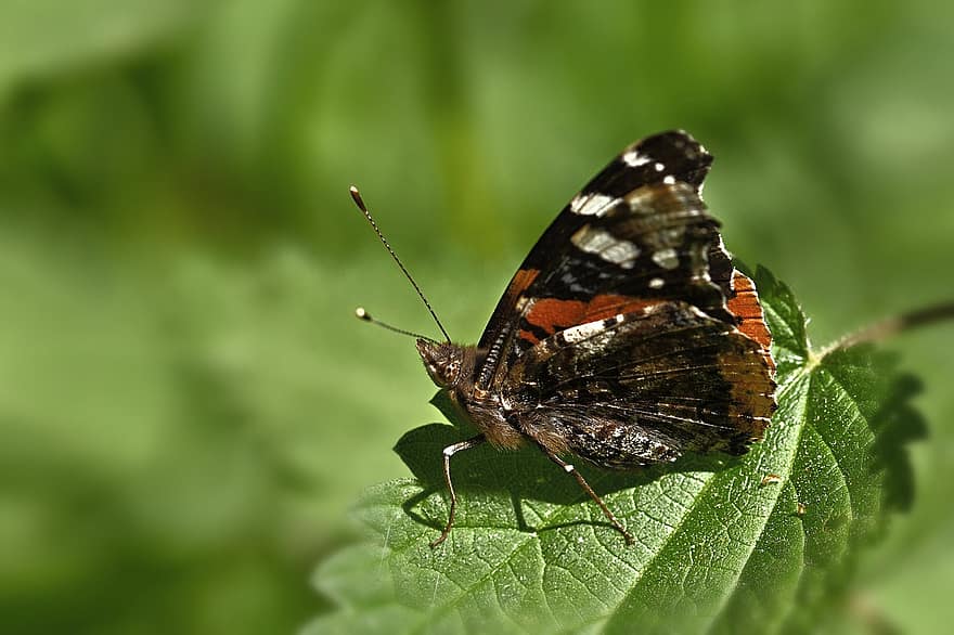 Butterfly, Red Admiral Butterfly, Insect, Garden, Nature, Macro, close-up, multi colored, green color, summer, animal wing