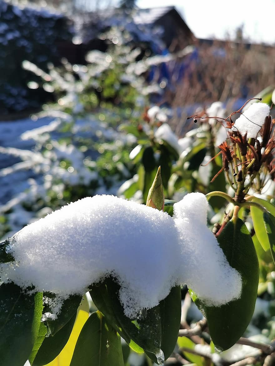 Snow, Leaves, Plant, Ice, Melting, Sunlight, Rhododendron, Foliage, Spring, Nature
