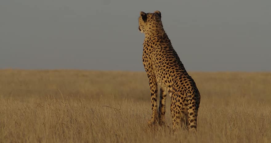 leopardo cazador, animal, safari, fauna silvestre, mamífero, Gato grande, animal salvaje, depredador, carnívoro, gato montés, peligroso