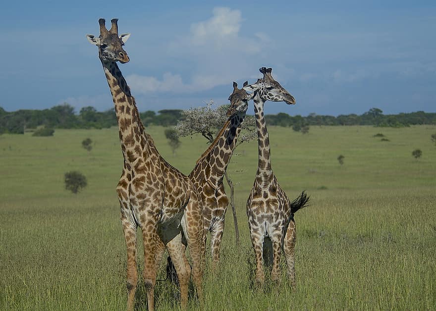 żyrafy, dzikie zwierzęta, pustynia, Parzystokopytne, Duże ssaki, duże zwierzęta, świat zwierząt, fotografia dzikiej przyrody, serengeti, safari, Tanzania