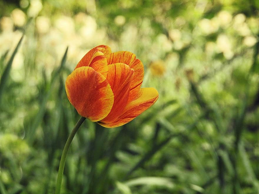 tulpė, oranžinė gėlė, oranžinis tulpė, gėlė, augalų, sodas, vasara, žalia spalva, geltona, Iš arti, gėlių galva