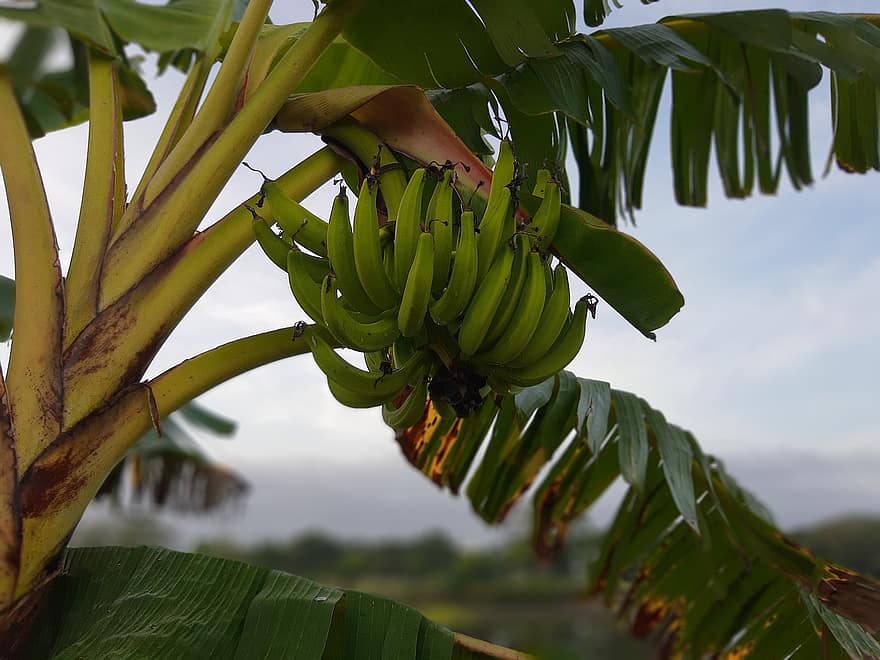 banany, owoce, drzewo, drzewo bananowe, liście bananowca, zielone banany, owoce tropikalne, musaceae, lago, tropikalny, fruta
