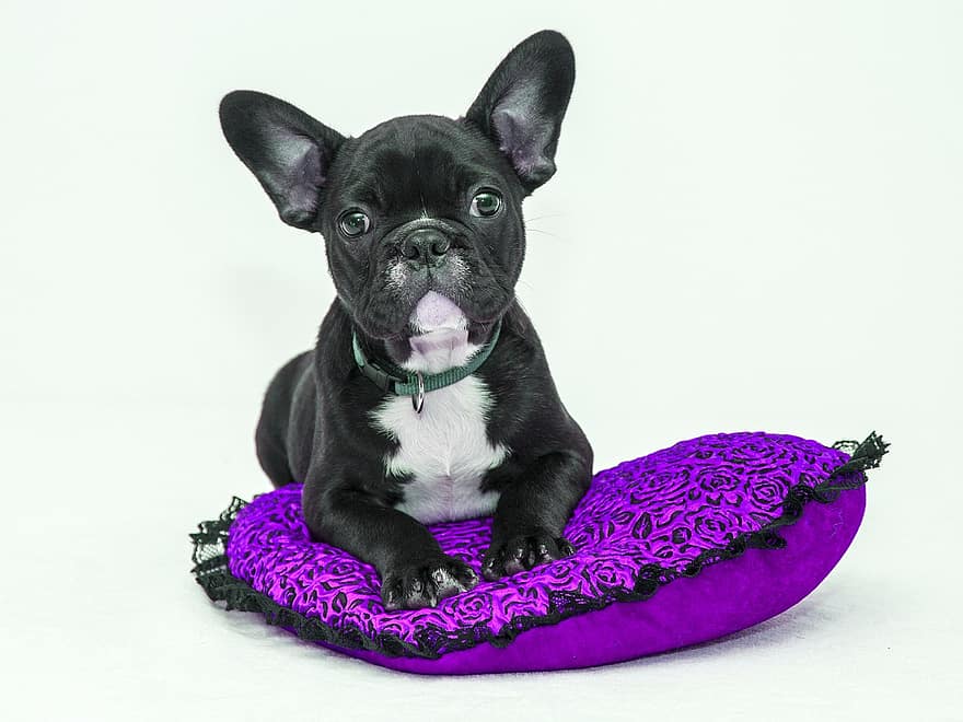 実験室の子犬、自然、紫色の枕、枕、フラワーズ、犬、ペット、動物、可愛い、犬歯、可愛らしい