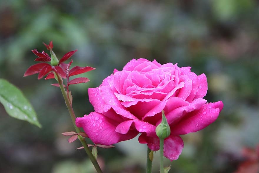 Rose, blomst, plante