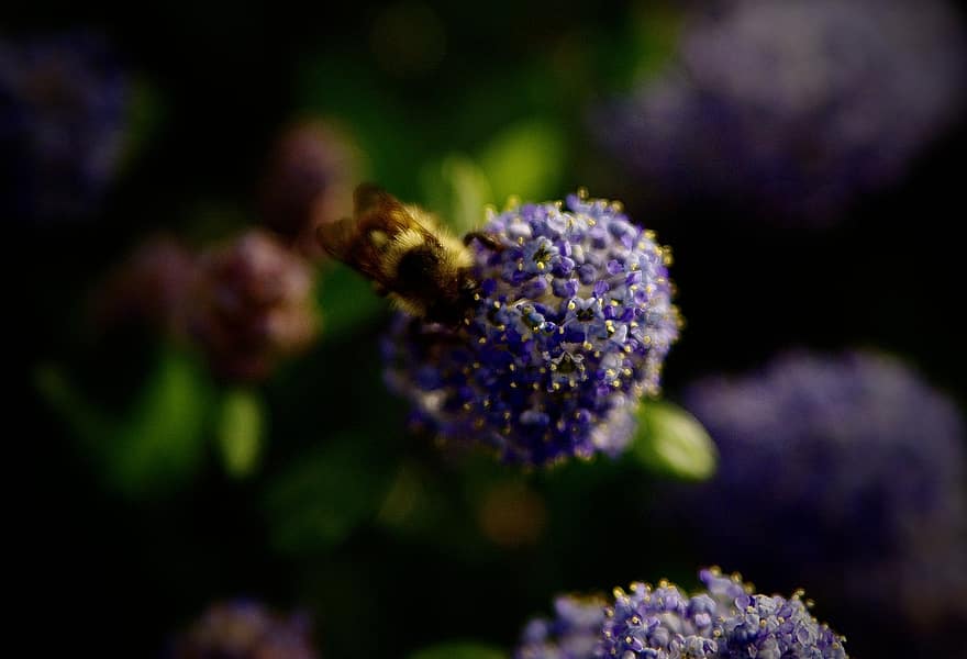 μέλισσα, λουλούδια, σκοτάδι, έντομο, γονιμοποίηση, ζώο, κήπος, φύση, closeup