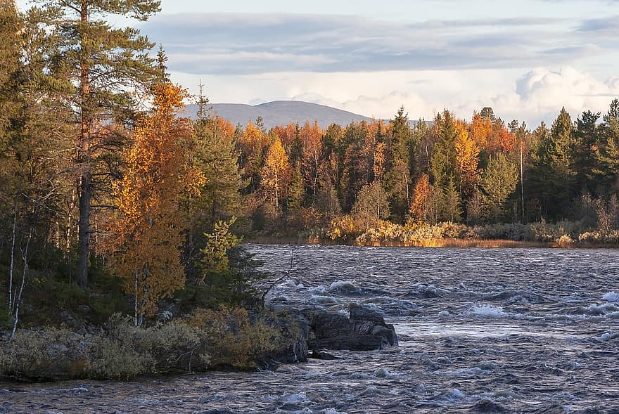 rio, corredeiras, floresta, madeiras, panorama, Finlândia, Lapónia, outono