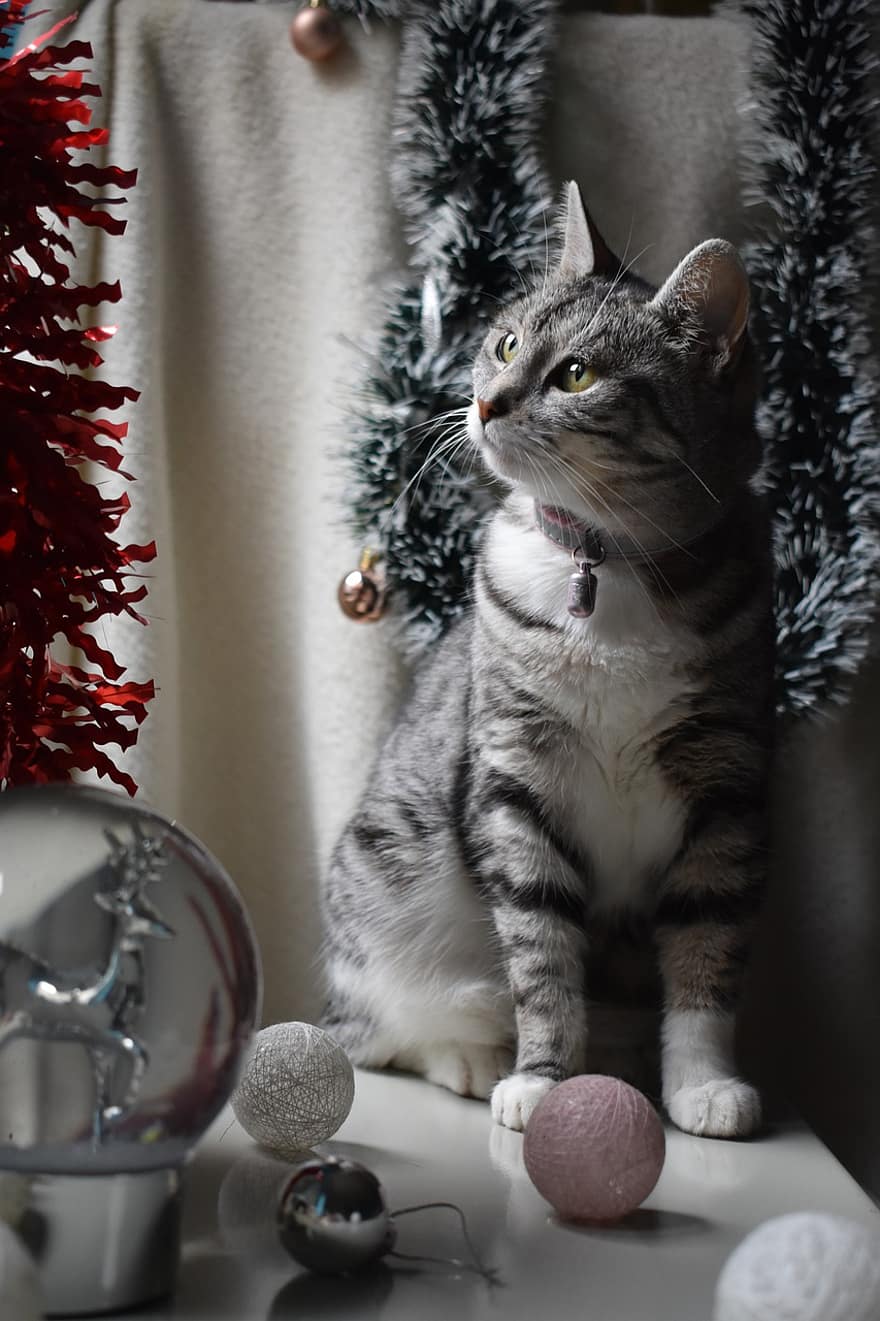 kedi, Noel, dekorasyon, tekir, Evcil Hayvan, hayvan, ev kedisi, memeli, sevimli, tatil, Aralık