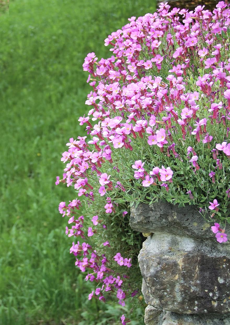 dalens lilje, Arabis Blepharophylla, blomst, Pink Rock Garden, lille bitte, lyserød, blomster, løv, have, flora