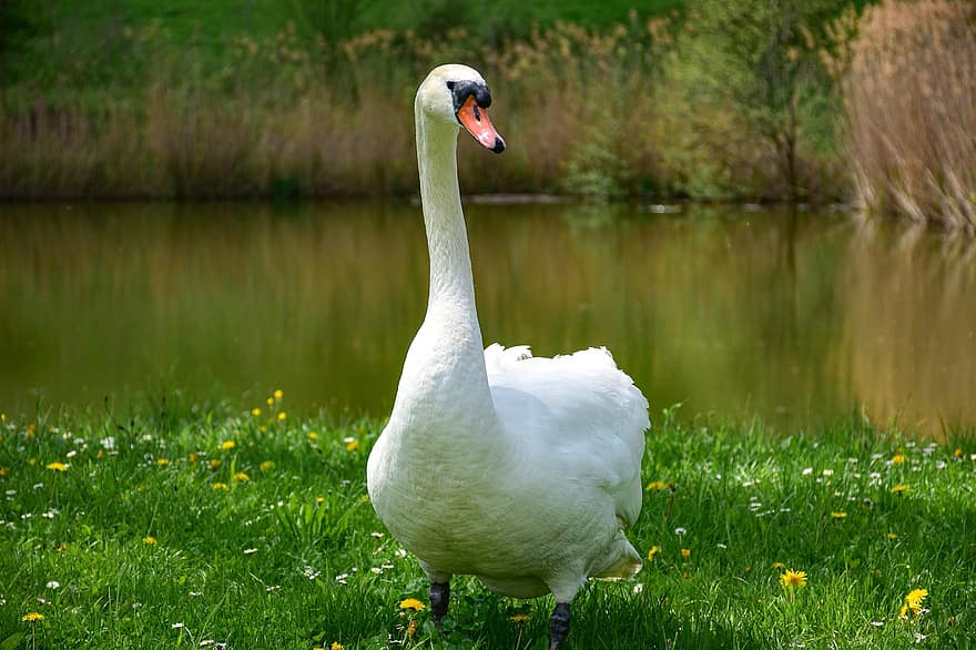Swan, Bird, Animal, White Swan, Waterfowl, Water Bird, Aquatic Bird, Plumage, Beak, Fauna, Nature