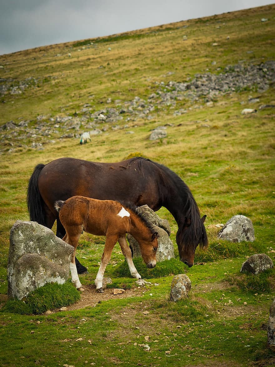 Horses, Foal, Pasture, Grazing, Animals, Mammals, Young Horse, Mare, Equine, Rocks, Grass
