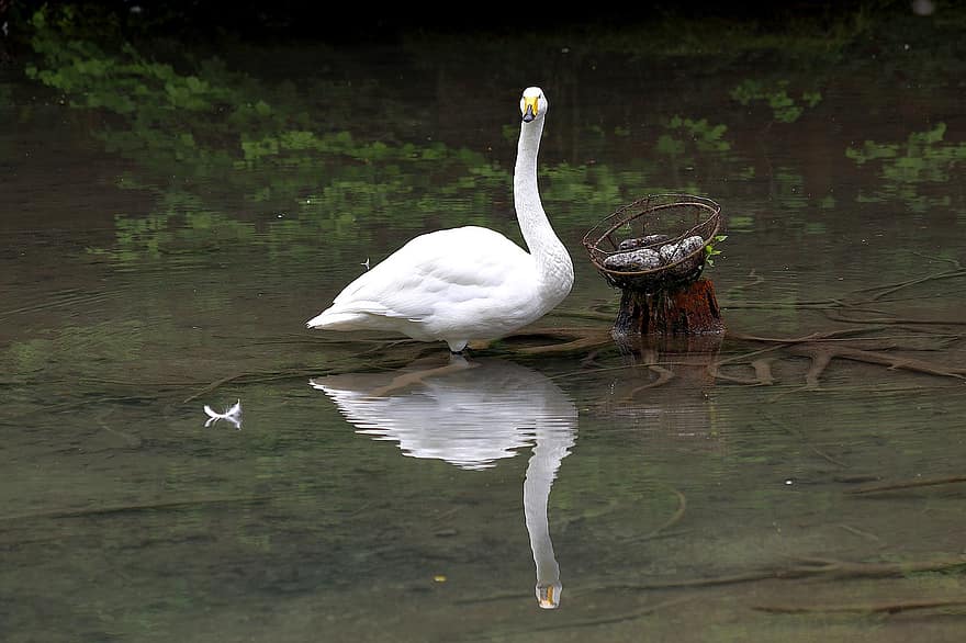 cisne cantor, cygnus, cisne, AVE acuática, cisne blanco, reflexión, reflejo de agua, agua, estanque, naturaleza