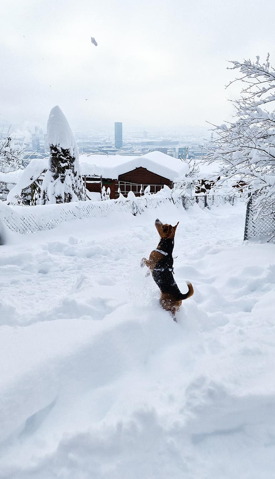 šuo, sniegas, žiemą, žaisti, naminių gyvūnėlių, žaismingas, žaismingas šuo, snieguotas, žiemos, dulkių, šalta