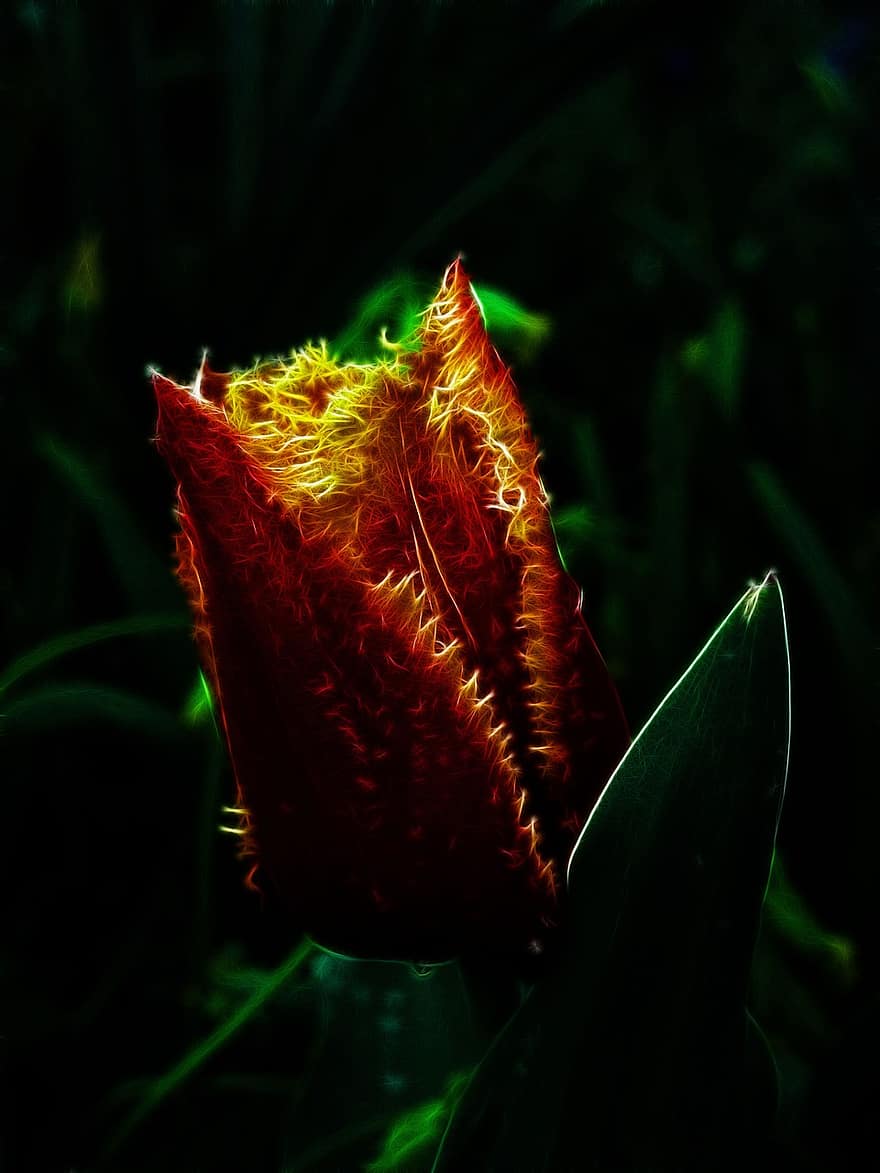 fractalius, tulipán, tulipán con flecos, tulipán crispa, naturaleza, flor, planta, flor roja, flor de naranja, de cerca
