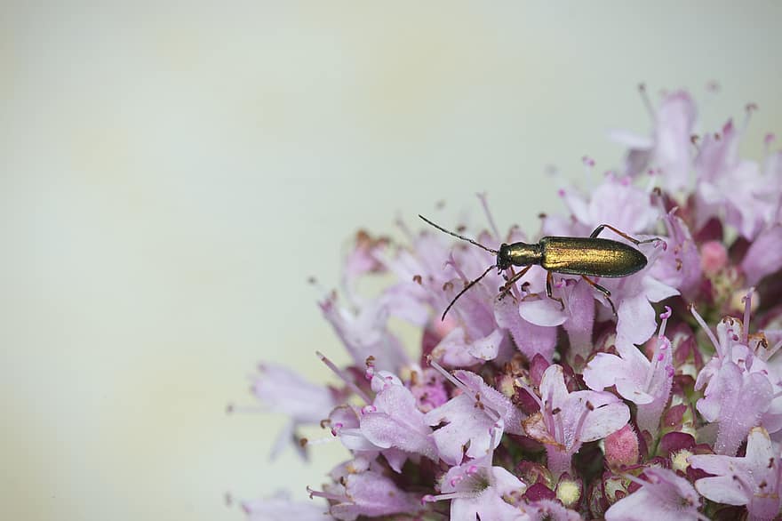 Käfer, Insekt, blühen, Bestäubung, Natur, Sommer-, Nahansicht, Blume, Makro, Pflanze, Frühling