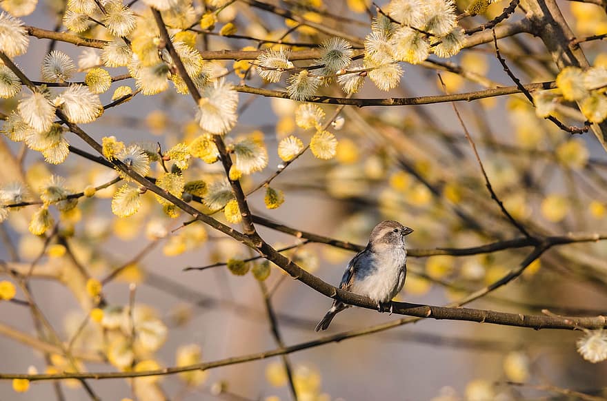 Bird, Sparrow, Sperling, Willow Catkins, Branches, Spring, Nature, Ornithology, Bird Watching, Fauna, Animal