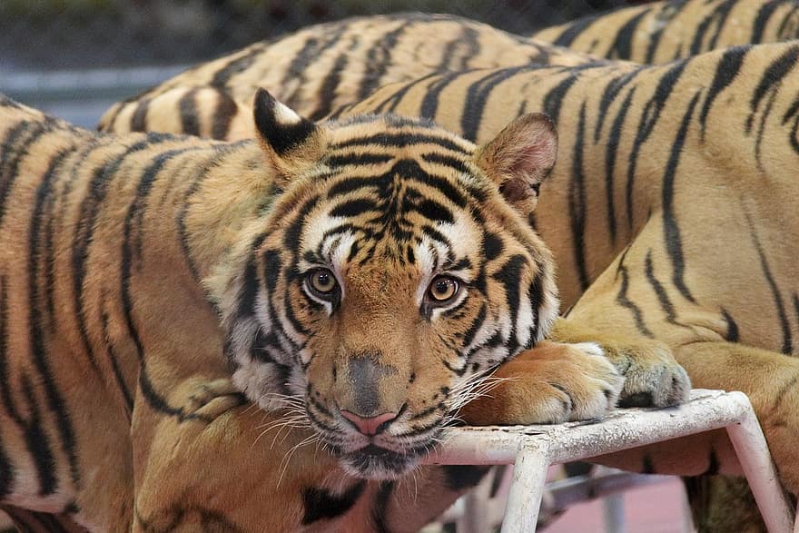 Tygrys, zwierzę, dzikie zwierzęta, Natura, Tygrys bengalski, w paski, nieudomowiony kot, koci, zwierzęta na wolności, duży kot, zagrożone gatunki