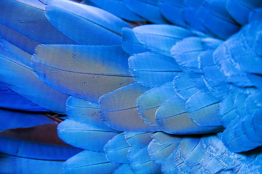 sparnas, plunksna, paukštis, lauro papūga, fonas, tekstūra, modelį, ara, mėlyna plunksna, Plunksnos tekstūra, Iš arti