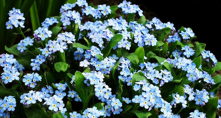 glemme-mig-nots, blomster, blå blomster, kronblade, blå kronblade, flor, blomstre, flora, planter, plante, blomst
