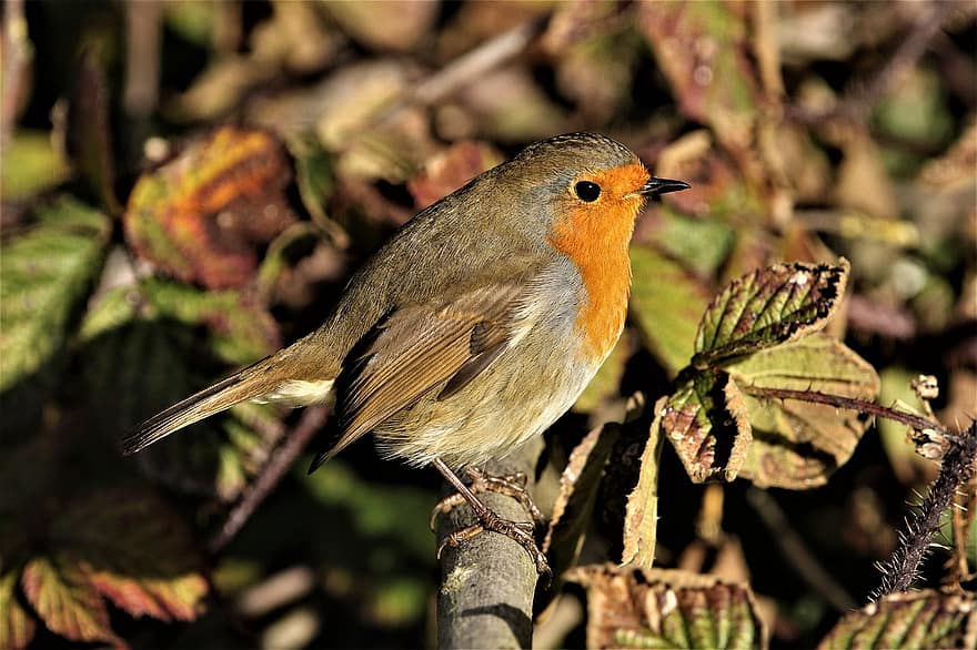 Robin, Robin Redbreast, pájaro cantor, animal, plumas, vistoso, fauna silvestre, al aire libre, naturaleza, jardín, árbol
