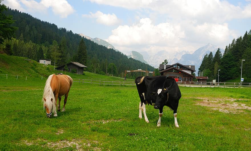 kůň, kráva, pastvy, tráva, pastvina, Alpy, vysokohorský, hospodařit, ranč, hospodářských zvířat, stromy