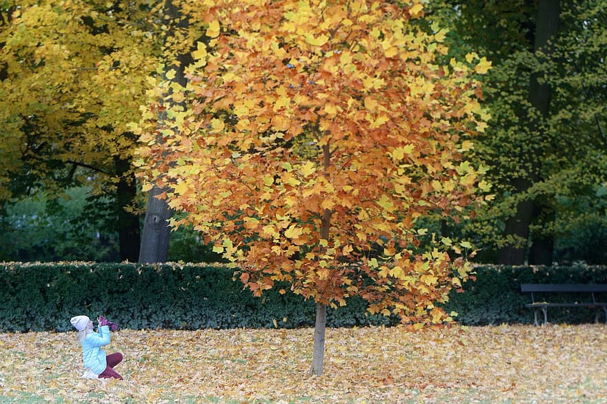 musim gugur, Gadis Kecil Mengambil Gambar, taman, mengambil foto, anak, gadis kecil