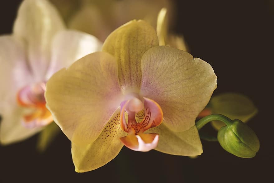 орхидеи, цветы, природа, ботаника, орхидея, крупный план, завод, лепесток, цветок, головка цветка, лист