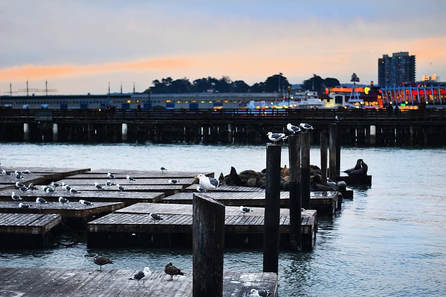 Travel, Pier, Seagull, Pier 39, Sea, Dock, Coast, Birds, San Francisco, Animal, Gull