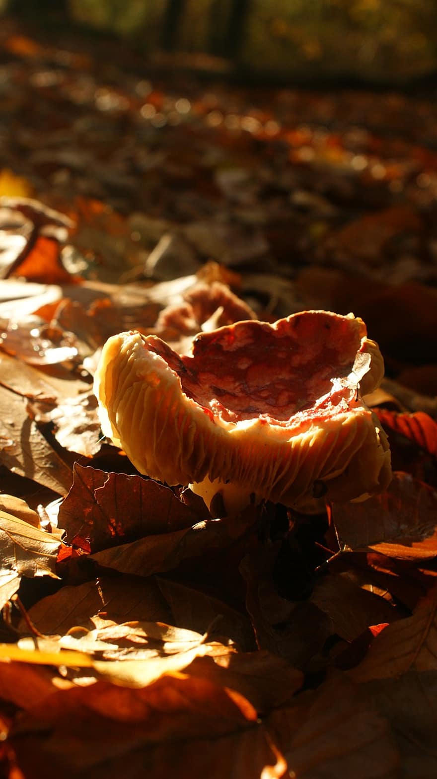 seta, hongo rojo, Russula rojo sangre, suelo del bosque, otoño