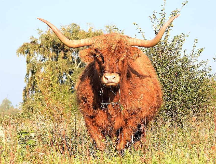 skót highlander, marha, tehén, legeltetés, legelő, emlős, természet