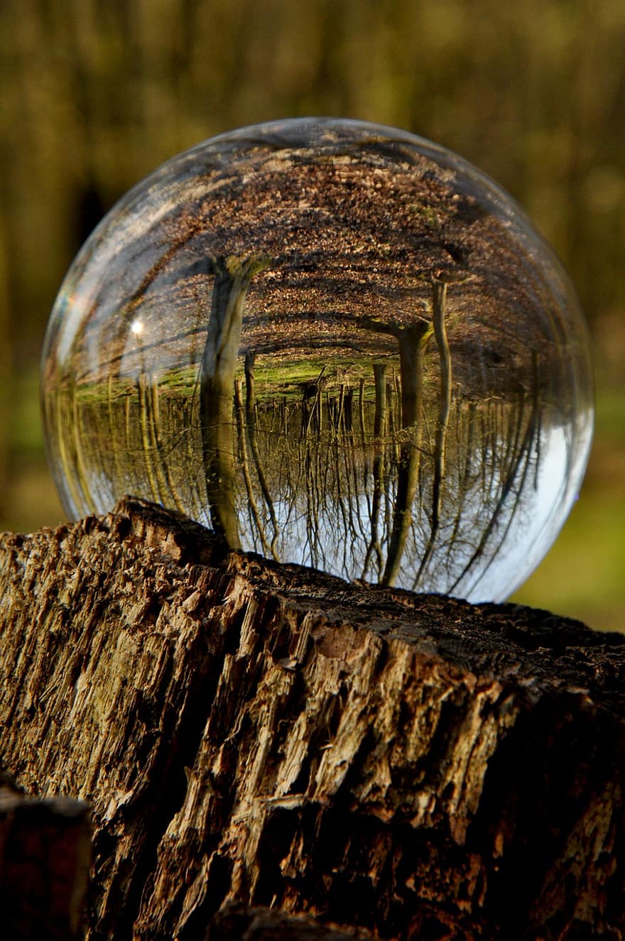 arbre, bosc, naturalesa, fusta, medi ambient, aigua, vidre, esfera, color verd, primer pla, reflexió