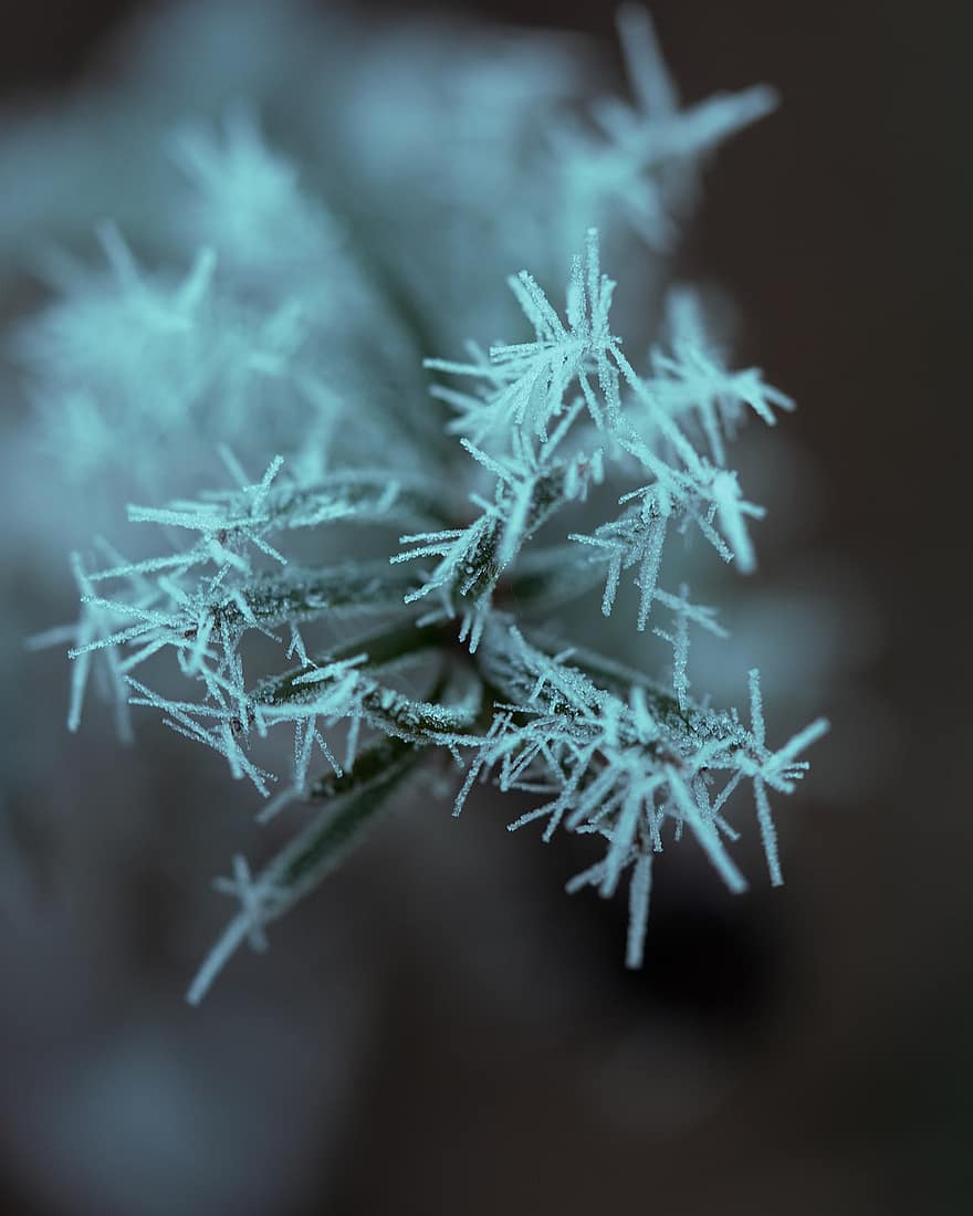 Plant, Hoarfrost, Winter, Frost, Nature, Botany, Macro, close-up, leaf, backgrounds, branch