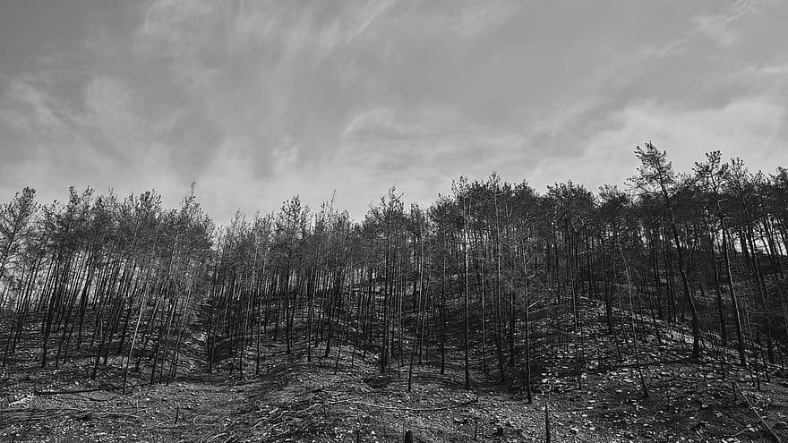 Trees, Nature, Forest, Fire, Disaster, Accident, tree, landscape, black and white, pine tree, environment