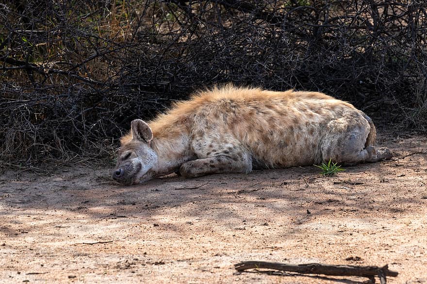 hiena, zwierzę, sen, drzemka, dzikiej przyrody, ssak, dzikie zwierze, Afryka, zwierzęta na wolności, nieudomowiony kot, zwierzęta safari