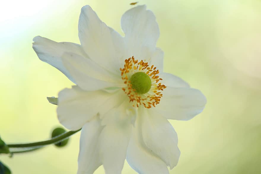 日本のアネモネ、アネモネ、花、秋のアネモネ、白いアネモネ、白い花、白い花びら、花びら、咲く、開花植物、観賞用植物