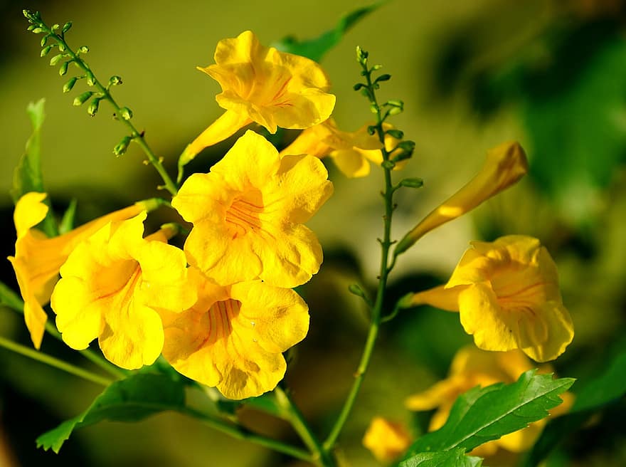 tecoma stans, kwiaty, żółci starsi, płatki, żółte płatki, kwiat, kwitnąć, flora, roślina, Natura