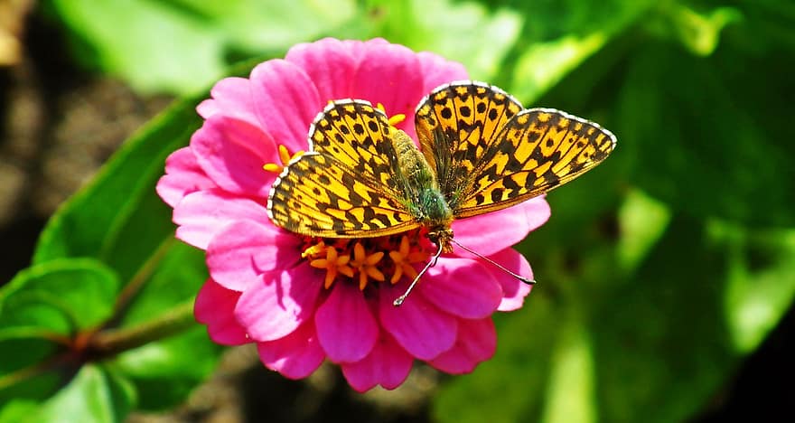 Butterfly, Zinnia, Pollination, Garden, Insect, Flower, Nature, close-up, multi colored, summer, plant