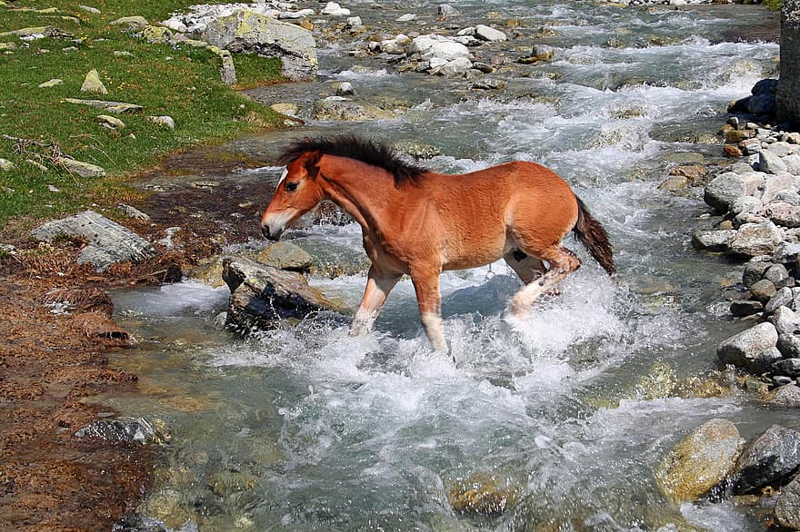arklys, Upės uolos, arklinių šeimos gyvūnai, jojimo, vanduo, pobūdį, vasara, kalnai, kalnų upelis